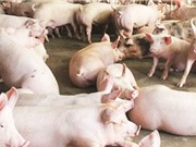 Đắk Lắk: Xây dựng mô hình trang trại chăn nuôi thông minh